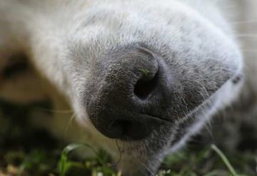 Adolescente adoptó a un perrito solo para asesinarlo y fotografiar su cadáver