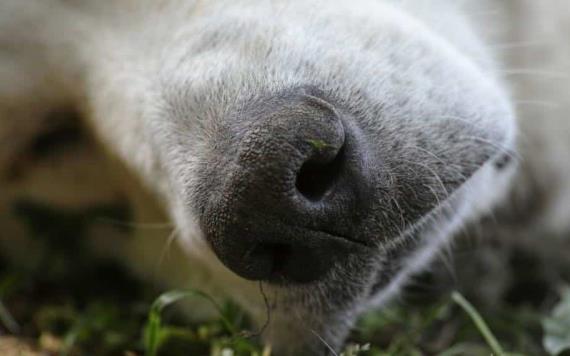 Adolescente adoptó a un perrito solo para asesinarlo y fotografiar su cadáver