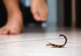 Cuidado con los alacranes en esta temporada de calor