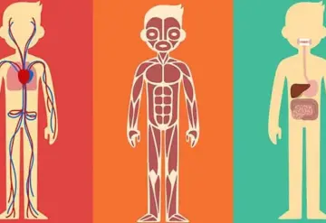 La maravilla del cuerpo y sus funciones (I)