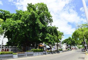 726 árboles en Villahermosa son susceptibles manipulación por presentar riesgo