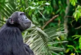  Matan a balazos a dos chimpancés que se fugaron del zoológico en Colombia | VIDEO