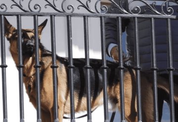 Commander, perro de Joe Biden, ha mordido a 10 agentes del Servicio Secreto