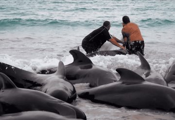 Mueren 97 ballenas que quedaron varadas en una playa de Australia