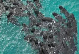 Mueren 97 ballenas que quedaron varadas en playa de Australia