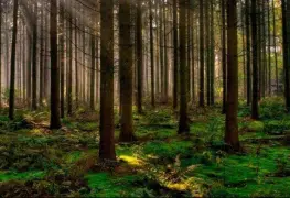 Los bosques pueden salvar nuestro planeta, De nosotros mismos y cómo dejarlos hacer su trabajo