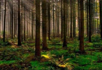 Los bosques pueden salvar nuestro planeta, De nosotros mismos y cómo dejarlos hacer su trabajo