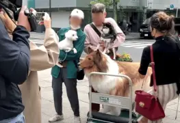 Hombre que se gastó 300 mil pesos para transformarse en un perro presume su primer paseo