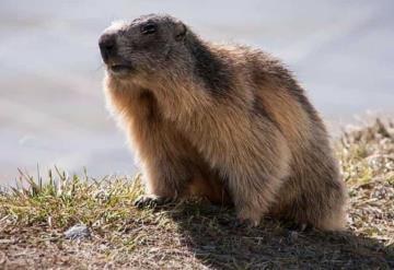 Y tú ¿eres marmota?