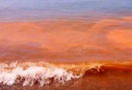 Detecta Salud nuevamente presencia de Marea Roja en las playas de Centla