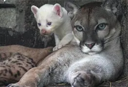 Nace puma albino en zool&oacute;gico de Nicaragua