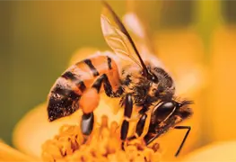 La importancia de la abeja para el ecosistema