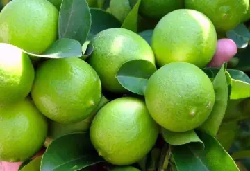 Aumento en el precio del limón es normal por fiestas patrias: Profeco