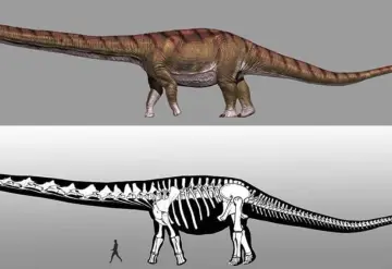 El esqueleto del dinosaurio más grande en el museo de España