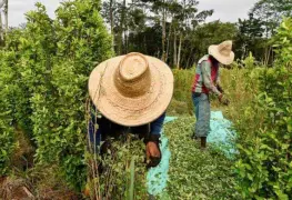 Cultivos de coca y producción de cocaína aumentan en Colombia