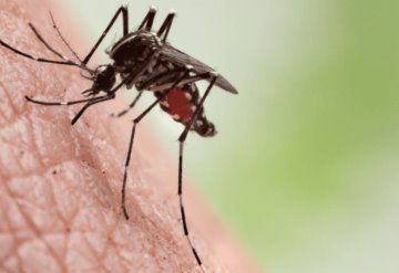 Casi 950 muertos y cerca de 200 mil contagios por brote de dengue en Bangladesh