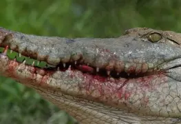 Caimán de más de 4 metros mata a mujer en Florida; nadie merece morir así | VIDEO