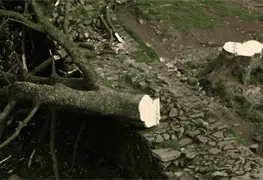 &Aacute;rbol de 300 a&ntilde;os en el Reino Unido es talado