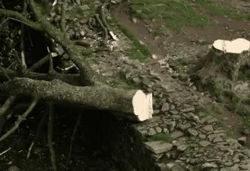 Árbol de 300 años en el Reino Unido es talado