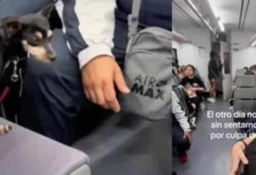 ¡Con el lomito, no! Mujer arremete contra perrito que usaba asiento de tren y en redes la critican