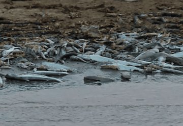 Mortandad en un río de la Amazonía