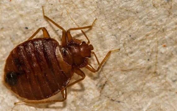 ¡Abre los ojos! Con estos remedios puedes COMBATIR las chinches en tu casa