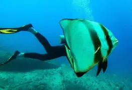 Conoce los finalistas de los premios Comedy Wildlife Photo 2023