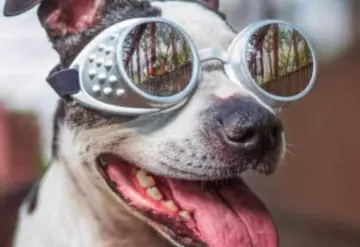 Recomienda IMSS evitar exposiciones prolongadas y cuidado de animales ante eclipse