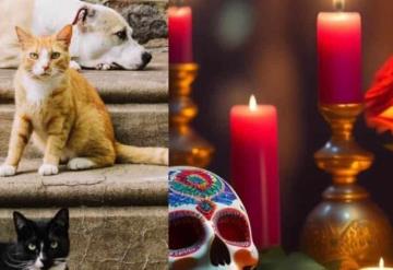 Día de Muertos: ¿cuándo llegan las almas de las mascotas fallecidas a visitarnos?