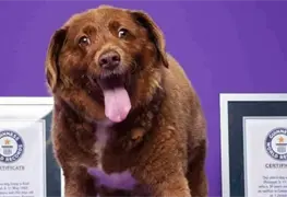 El perrito m&aacute;s longevo del mundo muere a los 31 a&ntilde;os y 165 d&iacute;as