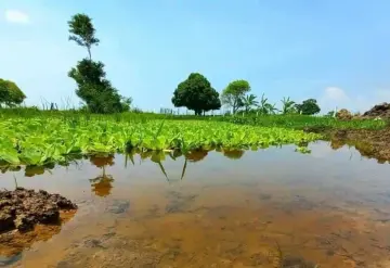 Altas temperaturas afectan humedales urbanos