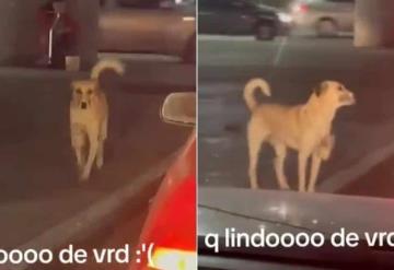 VIDEO: Perrito pide dinero en semáforo para ayudar a su dueña con discapacidad en SLP