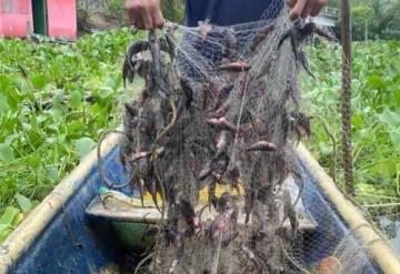 Frente frío arroja topen a orillas de conocida laguna en Paraíso