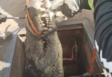 En Tamaulipas encuentran cocodrilo de casi tres metros en una alcantarilla