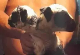 Nace borrego con dos cabezas en Nacajuca