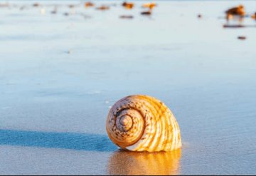 El patrón matemático que se encuentra en la tierra y el universo