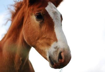 Nuevo virus de caballos afecta a los humanos