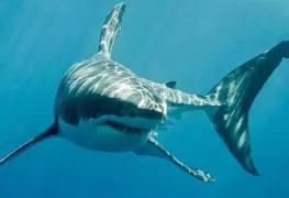 Tiburón mata a mujer en playas de Jalisco