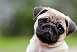 ¡Una vida más larga para tu perro! Científicos buscan fármacos para que tu mascota viva más