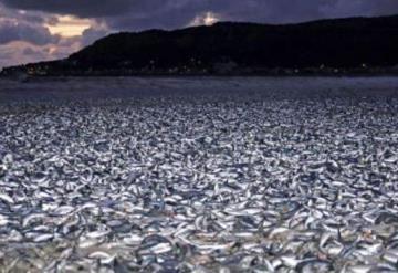 Aparecen toneladas de sardinas muertas en Japón