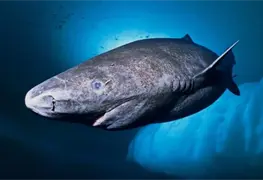 Reaparece en Belice el tibur&oacute;n m&aacute;s viejo del mundo