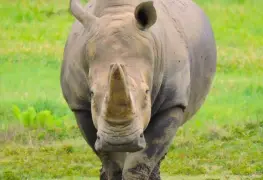 Fallece el rinoceronte blanco de nombre "Cuco" en el "Yumká"