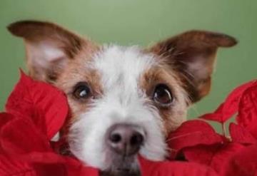 La flor de nochebuena y otras plantas caseras más tóxicas para las mascotas; aquí los detalles