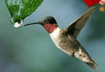 En Puebla crean el primer santuario de colibríes