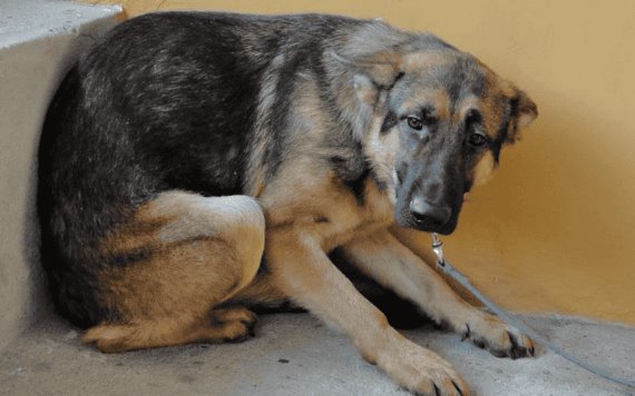 Daños que la pirotecnia provoca a las mascotas