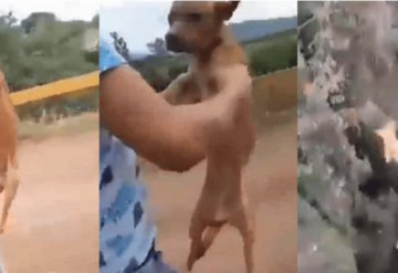 VIDEO: Joven lanza a perrito desde un puente en Michoacán