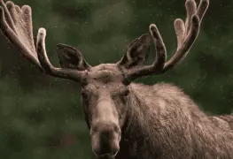 VIDEO: dron capta a un alce mudando su cornamenta