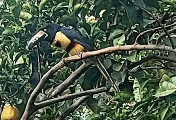 Aparece tucancillo o tucaneta tricolor, ave añeja exótica en Balancán