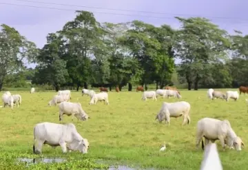 Urge rastro TIF en el estado