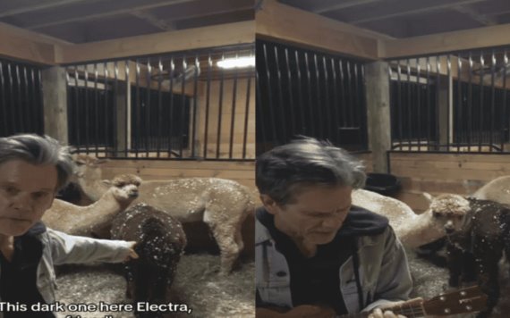 VIDEO: La alpaca de Kevin Bacon y su respuesta a My Sharona